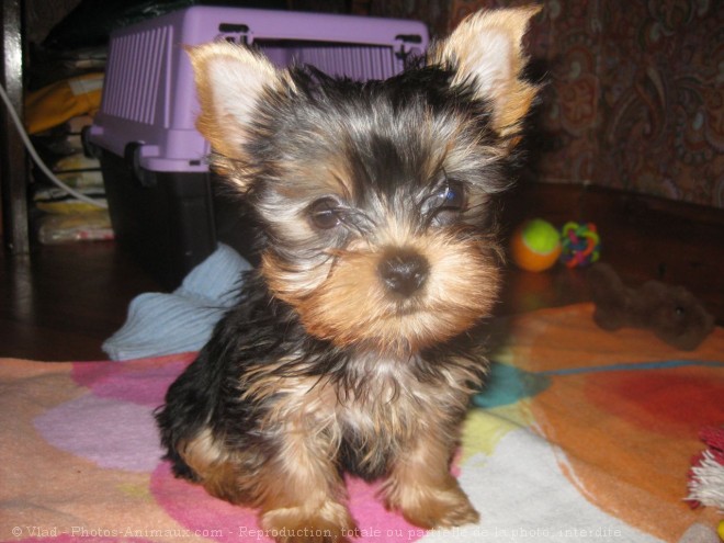 Photo de Yorkshire terrier