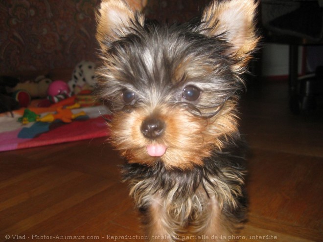 Photo de Yorkshire terrier