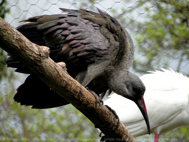 Photo d'Ibis