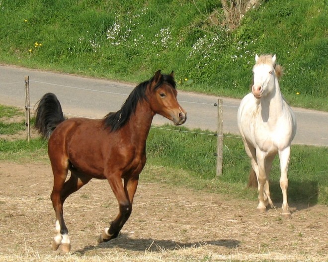 Photo de Races diffrentes