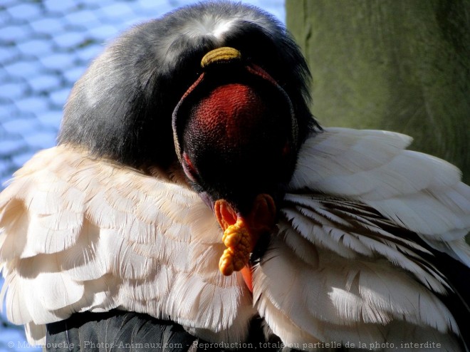 Photo de Vautour pape