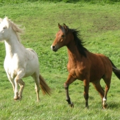 Photo de Races diffrentes