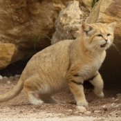 Photo de Chat des sables