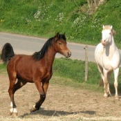 Photo de Races diffrentes