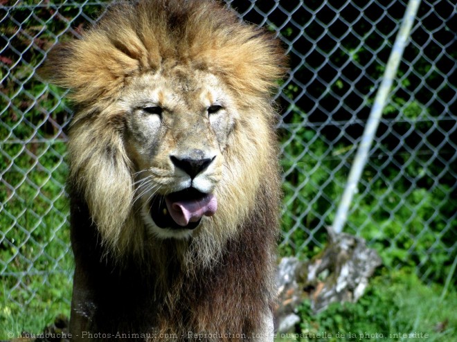 Photo de Lion