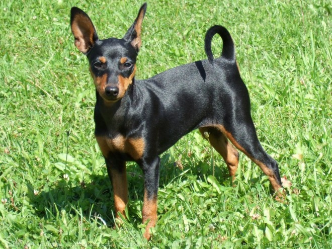 Photo de Pinscher nain