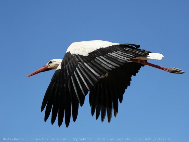 Photo de Cigogne