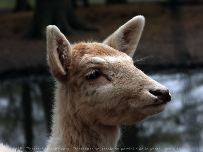 Photo de Biche