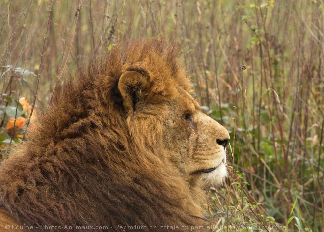 Photo de Lion