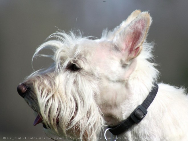 Photo de Scottish terrier