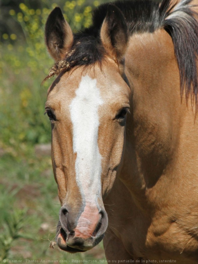 Photo de Races diffrentes