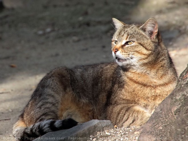 Photo de Chat domestique