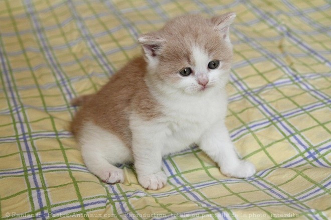 Photo de British shorthair