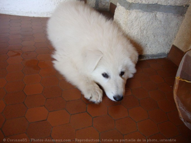 Photo de Berger blanc suisse