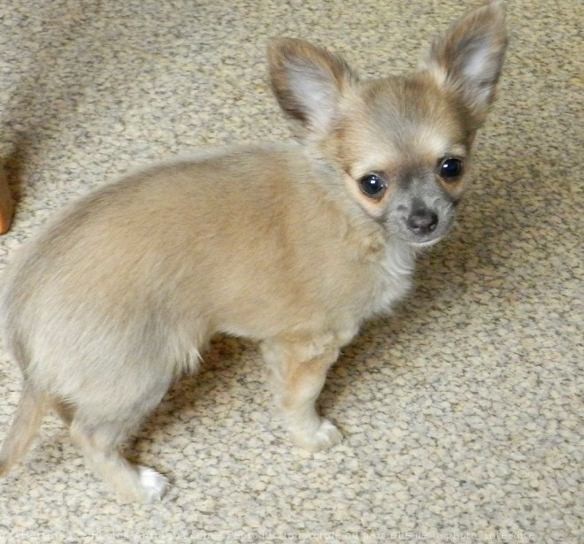 Photo de Chihuahua  poil court