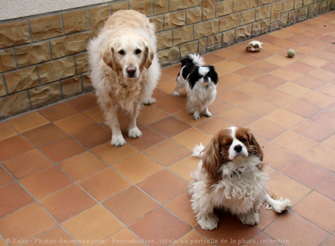 Photo de Races diffrentes