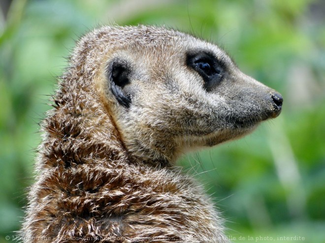 Photo de Suricate