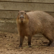 Photo de Cabiai ou capybara