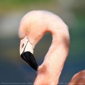 Photo de Flamand rose