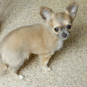 Photo de Chihuahua  poil court