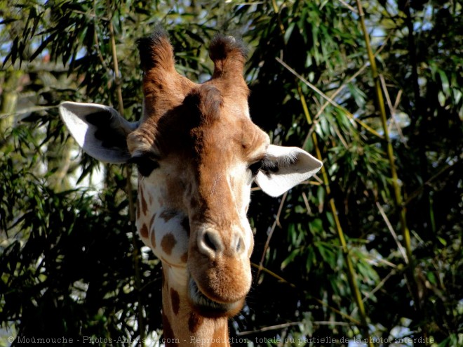 Photo de Girafe