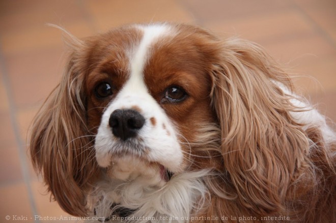 Photo de Cavalier king charles spaniel