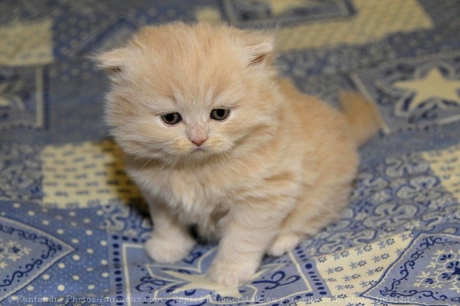 Photo de British longhair