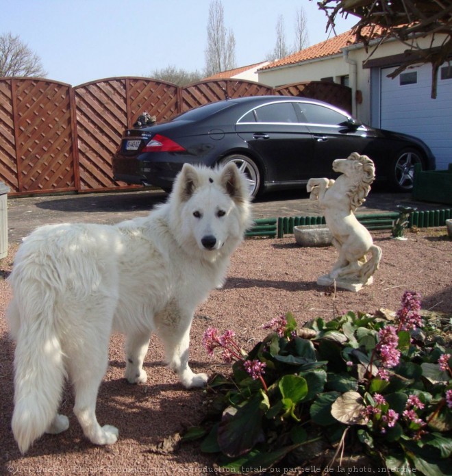 Photo de Berger blanc suisse