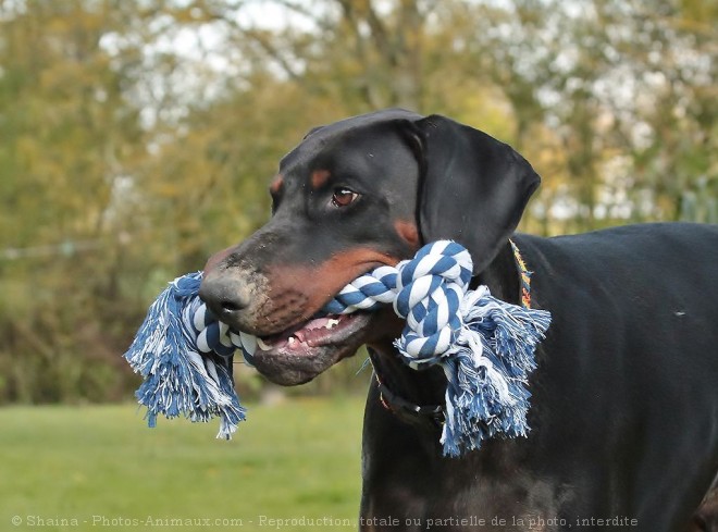 Photo de Dobermann