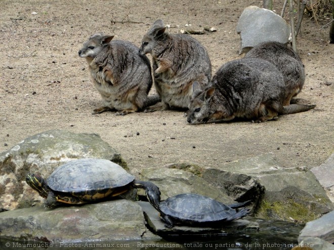 Photo de Wallaby