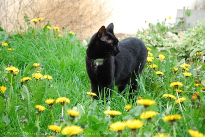 Photo de Chat domestique