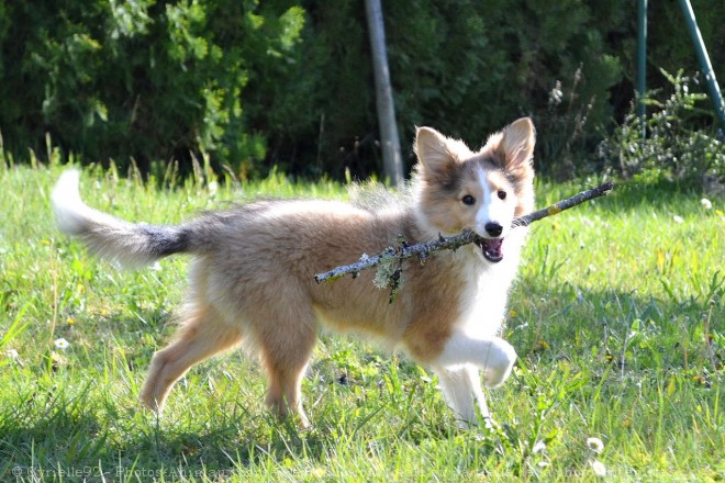 Photo de Chien de berger des shetland