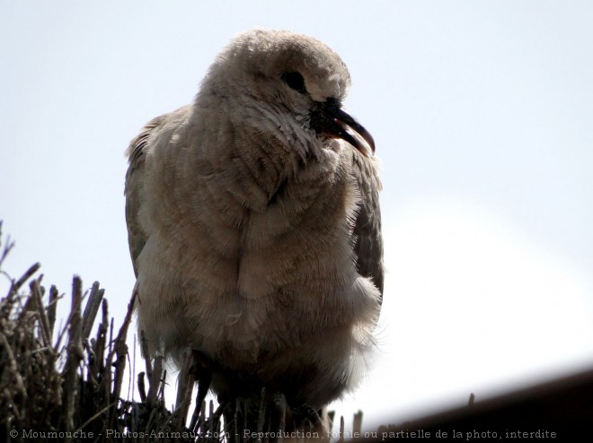 Photo de Moineau