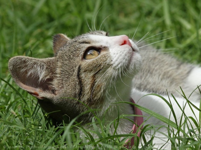 Photo de Chat domestique