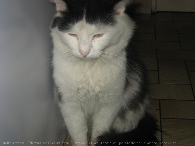 Photo de Chat domestique