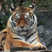 Photo de Tigre