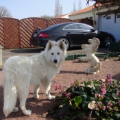 Photo de Berger blanc suisse