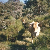 Photo de Vache - aubrac