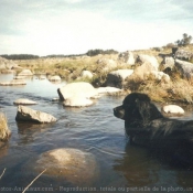 Photo de Chien de terre-neuve