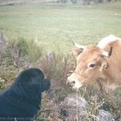 Photo de Chien de terre-neuve