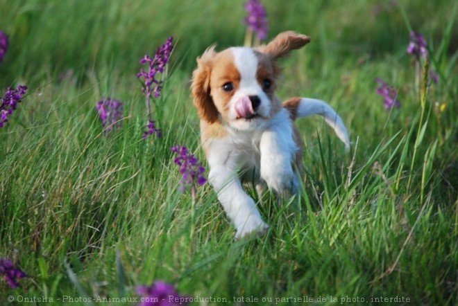 Photo de Cavalier king charles spaniel