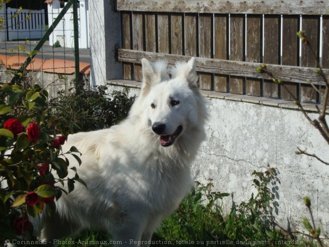 Photo de Berger blanc suisse