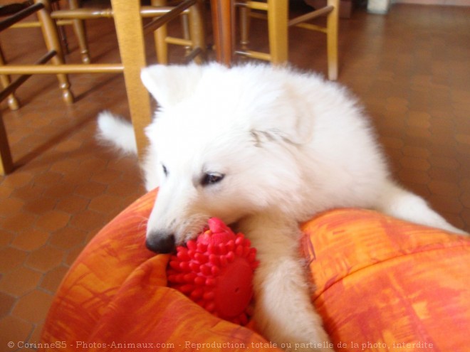 Photo de Berger blanc suisse