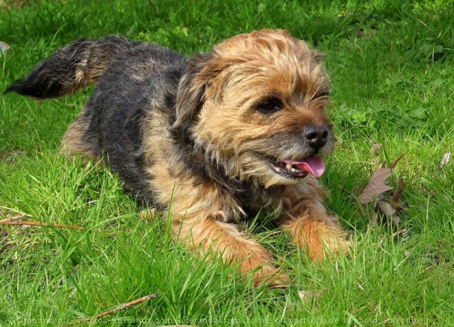 Photo de Border terrier