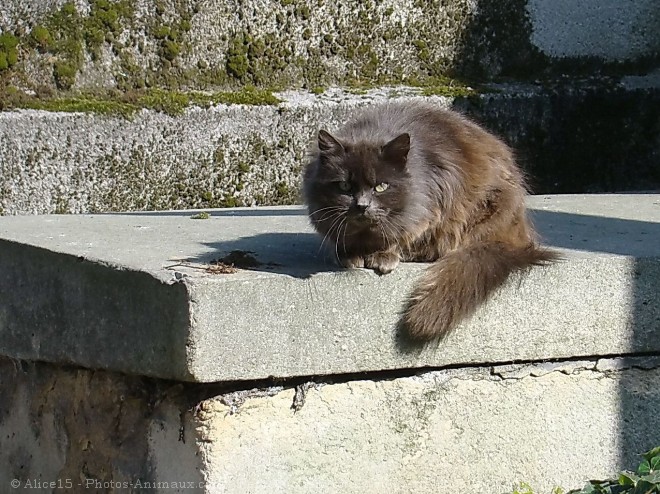 Photo de Chat domestique