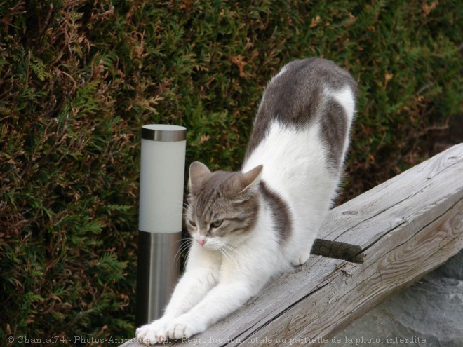 Photo de Chat domestique