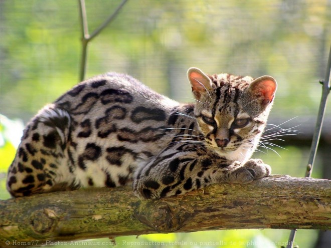 Photo de Chat margay