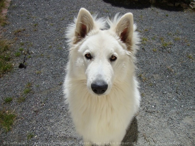 Photo de Berger blanc suisse