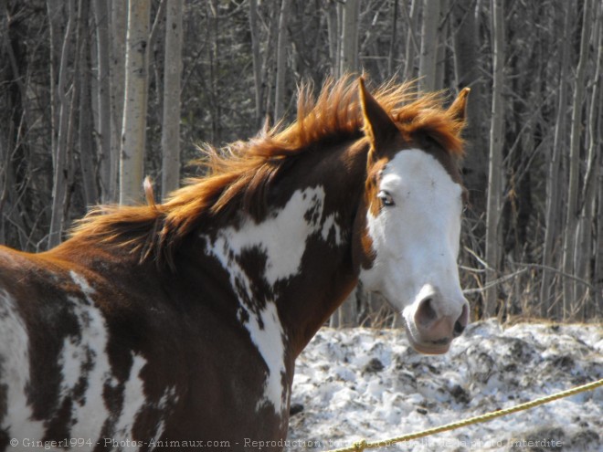 Photo de Paint horse