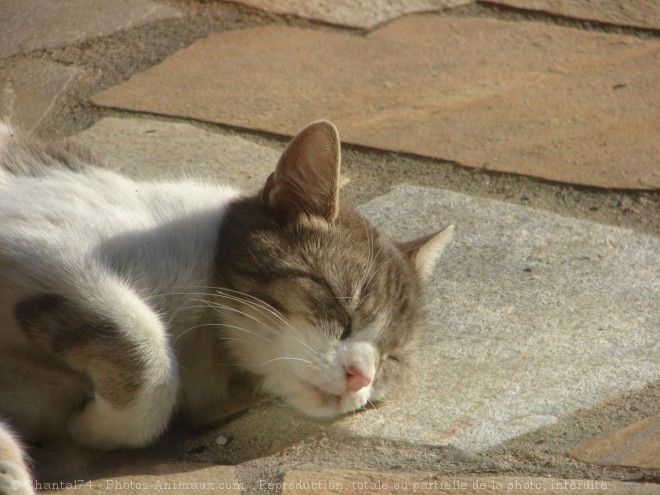 Photo de Chat domestique